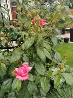 IMG_20230611_083010 (1).webp