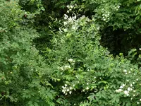 2023Wildnis.webp