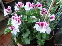 c036.webp