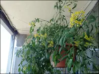c037.webp