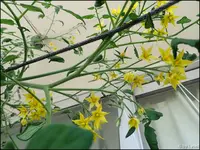 c038.webp