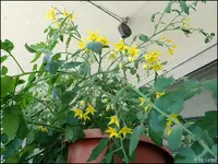 c040.webp