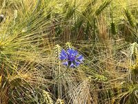 IMG_1161.jpeg
