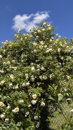 IMG_6163.jpeg