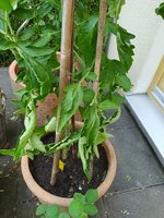 IMG_20230611_185658.jpg