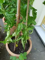 IMG_20230611_185658.webp