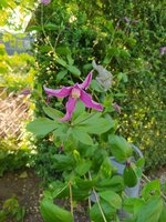 IMG_20230611_182315.jpg