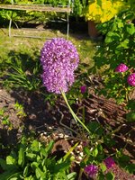 IMG_20230611_182439.jpg