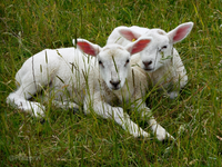 Lebendige Natur 3.webp
