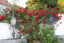 Elterngrab   0223.webp