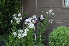 Nachtviole1023.webp