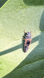 IMG_6177.jpeg