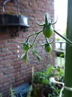 P1010636Tubis Streifenzipfel 2.Früchte.webp
