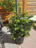 IMG_20230612_082920.jpg