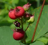 2023FelsBirFru.webp