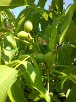 DSC07198.webp