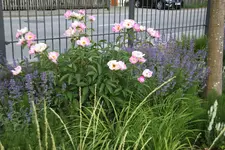 Pfarrhof 0123.webp