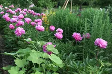 Pfarrhof 0523.webp