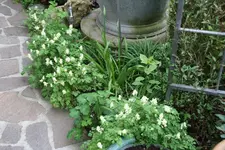 Lerchensporn0121.webp