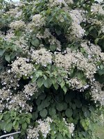 IMG_2787.jpeg