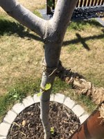 IMG_3329.jpeg