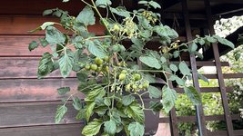 IMG_6186.jpeg