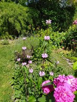 IMG_20230613_121825.jpg