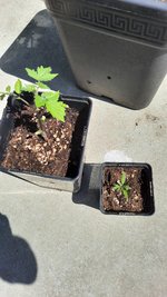20230613_114825.jpg 20230613_114825.jpg