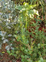 IMG_20230613_191033.webp