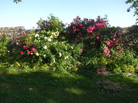 DSC02986.JPG