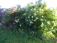 DSC02987.webp