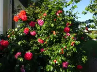 DSC02989.webp