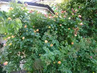 DSC02988.webp