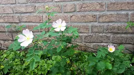 wilder Trieb.webp