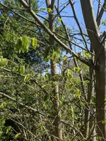 image_005.webp