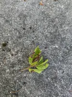 image_009.webp