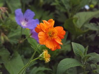 geum (6).JPG