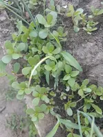 IMG_20230613_081344.webp