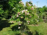IMG_7823.JPG