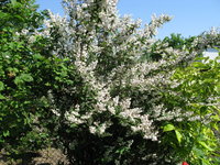 IMG_7824.JPG