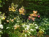 IMG_20230614_092650.webp