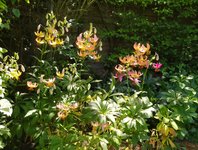 IMG_20230614_092650.jpg