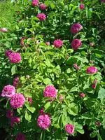 1686755091189rose de resht.jpg