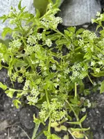 IMG_2805.webp