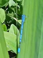 1686754625483frosch libelle.jpg