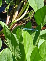 1686754625541[101]Froschteich.jpg