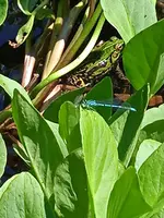 1686754625541[101]Froschteich.webp