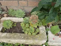 Sedum.JPG