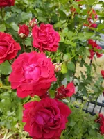 20230614_160522.webp