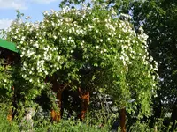 DSC02998.webp